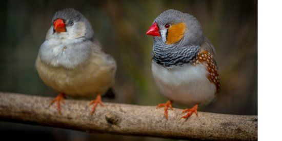 Stonebridge City Farm